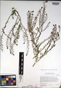 Lepidium virginicum subsp. menziesii image