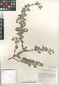 Atriplex lentiformis image