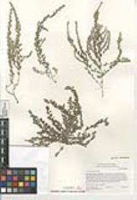 Cressa truxillensis image