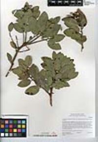 Arctostaphylos glandulosa subsp. cushingiana image