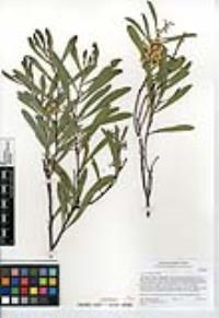 Acacia retinodes image