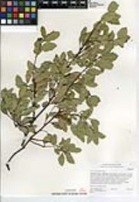 Quercus berberidifolia image