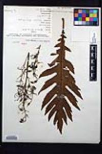 Bocconia integrifolia image