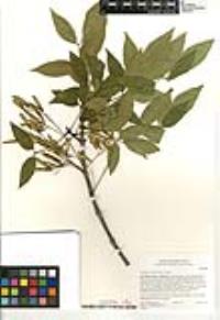 Fraxinus uhdei image