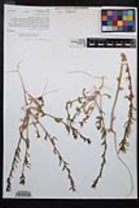 Camissoniopsis hirtella image