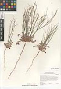 Eriogonum gracile image