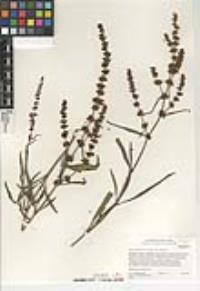 Rumex salicifolius image