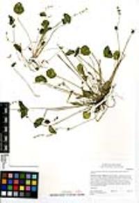 Claytonia perfoliata subsp. mexicana image