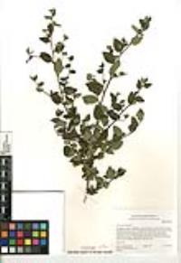 Ceanothus oliganthus var. orcuttii image