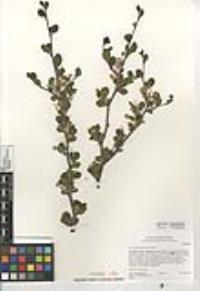 Cercocarpus minutiflorus image