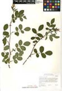 Rosa californica image