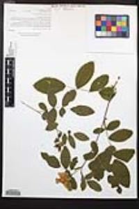 Rosa californica image