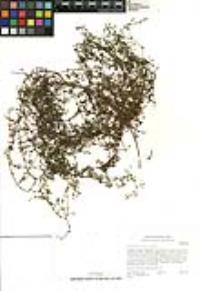 Galium nuttallii subsp. nuttallii image