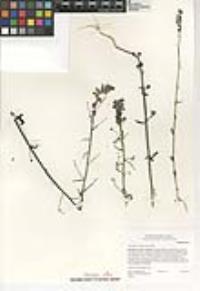 Sairocarpus coulterianus image