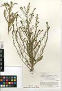 Lepidium ramosissimum image