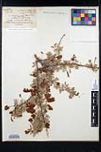 Senegalia greggii image