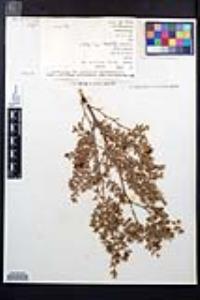 Larrea tridentata image