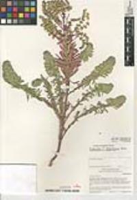 Euphorbia seguieriana image