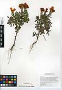 Tagetes erecta image