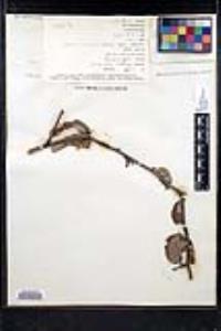 Ziziphus mistol image