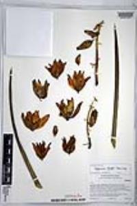 Hesperoyucca whipplei image