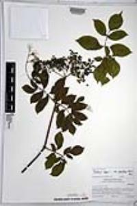 Sambucus cerulea image