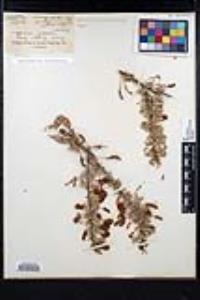 Senegalia greggii image