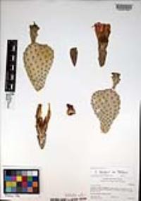 Opuntia basilaris image