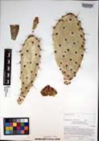 Opuntia littoralis image