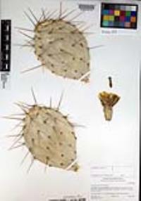 Opuntia phaeacantha image