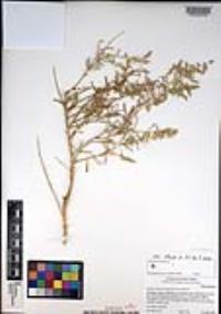 Atriplex canescens var. canescens image