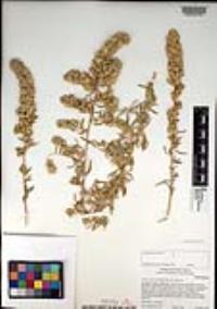 Atriplex canescens var. canescens image