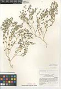 Atriplex elegans var. fasciculata image