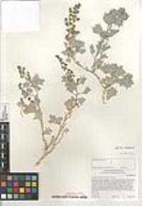 Atriplex hymenelytra image