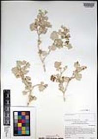 Atriplex hymenelytra image