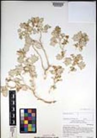 Atriplex hymenelytra image