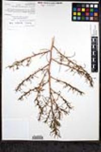 Salsola tragus image