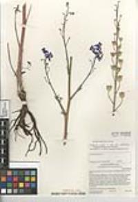 Delphinium parishii image