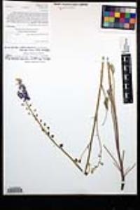 Delphinium hesperium subsp. cuyamacae image
