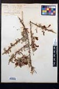Senegalia greggii image