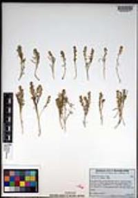 Lepidium dictyotum image
