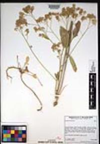 Lepidium latifolium image