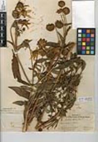 Bidens laevis image