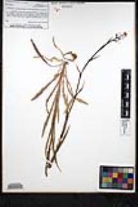 Thysanocarpus curvipes image