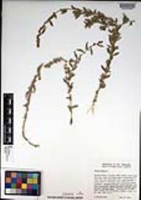 Atriplex glauca image