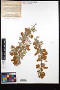 Senegalia greggii image