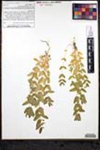 Scutellaria bolanderi subsp. austromontana image