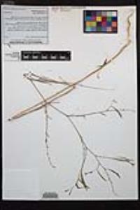 Epilobium brachycarpum image