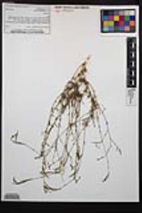 Epilobium brachycarpum image