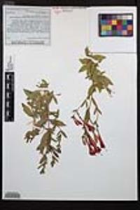 Epilobium canum image